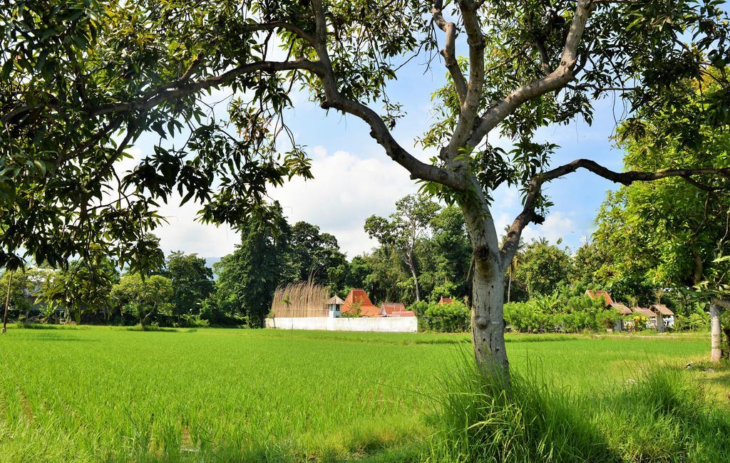 Lata Lama Lovina  Exterior photo