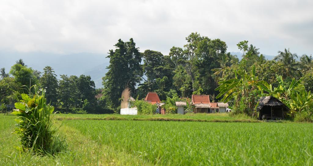 Lata Lama Lovina  Exterior photo